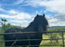 Beautiful fell stallion