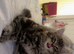 Bengal Maine coon mix kitten!