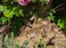 Ducklings . 8 available