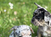 French bulldog boys and girls
