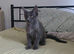 Maine coon kittens