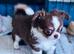 Chihuahua tiny girl from health tested mum