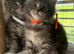 Main coon