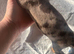 REDUCED***4 stunning sizzling sausage boys