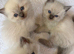 Amazing blue point kittens for sale