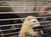 Male ferret