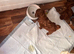 Dark Red Cavapoo Puppies