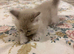 Rare Minks, Solids and traditional Ragdoll kittens