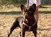 French bulldog fluffy