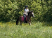 12.2/3H - 4Yo - Ride & Drive - Bay - Gelding - Riding Pony