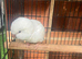 Beautiful albino quaker