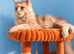 Beautiful Cream Maine Coon Girl - 3 Years Old
