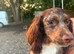 Working cocker spaniel