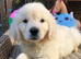 Ready now Golden Retriever pups