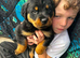 Rottweiler puppy&rsquo;s