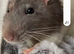 rats any type or colour