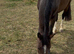 Showjumping/eventing