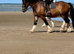 Buddy 16.2 8yo Dun Cob