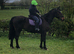 Dutch warmblood companion .. light hack