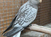 Baby Whteface Cockateil for sale