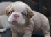 ARE FLUFFY FRENCH BULLDOGS | KC REG | DNA TESTED | 5 GIRLS 1 BOY
