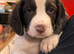 Kc registered springer spaniel working lines