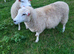 Llynn x Texel theaves. Ready for the ram