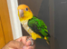 Friendly Baby HandReared Super Tame Cuddly Caique Parrot