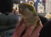 Male talking quaker parrot for sale