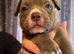 AMERICAN POCKET BULLY PUPPIES - Bulldog - Tri - Merl - Solid