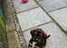 Dachshund x cocker spaniel puppies
