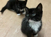 5 lovely, playful kittens.