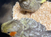 Hand reared Cockatiels