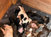 Beautiful Sprocker Puppies from Kc reg parents