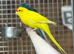 Kakarikis parrot