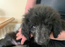 Shepadoodle puppies