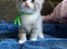 2 male kittens