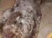 Beautiful male cockapoo for stud