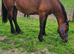Lovely older mare for sale