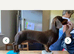 Gorgeous Dachshund puppies for sale
