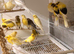 Persian canary’s males and females available
