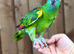 Macaw