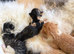 Norwegian x long haired kittens