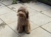 Toy Labradoodles