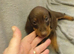 Miniature dachshund boys