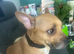 Frenchy cross staffy pups for sale