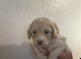 Beautiful cavapoos FB1