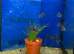 Juvenile Blue Hap (Aulonocara nyassae)