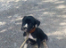 Presa canario pups for sale 4 boys 1 girl left