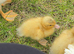 Duckling of different ages available